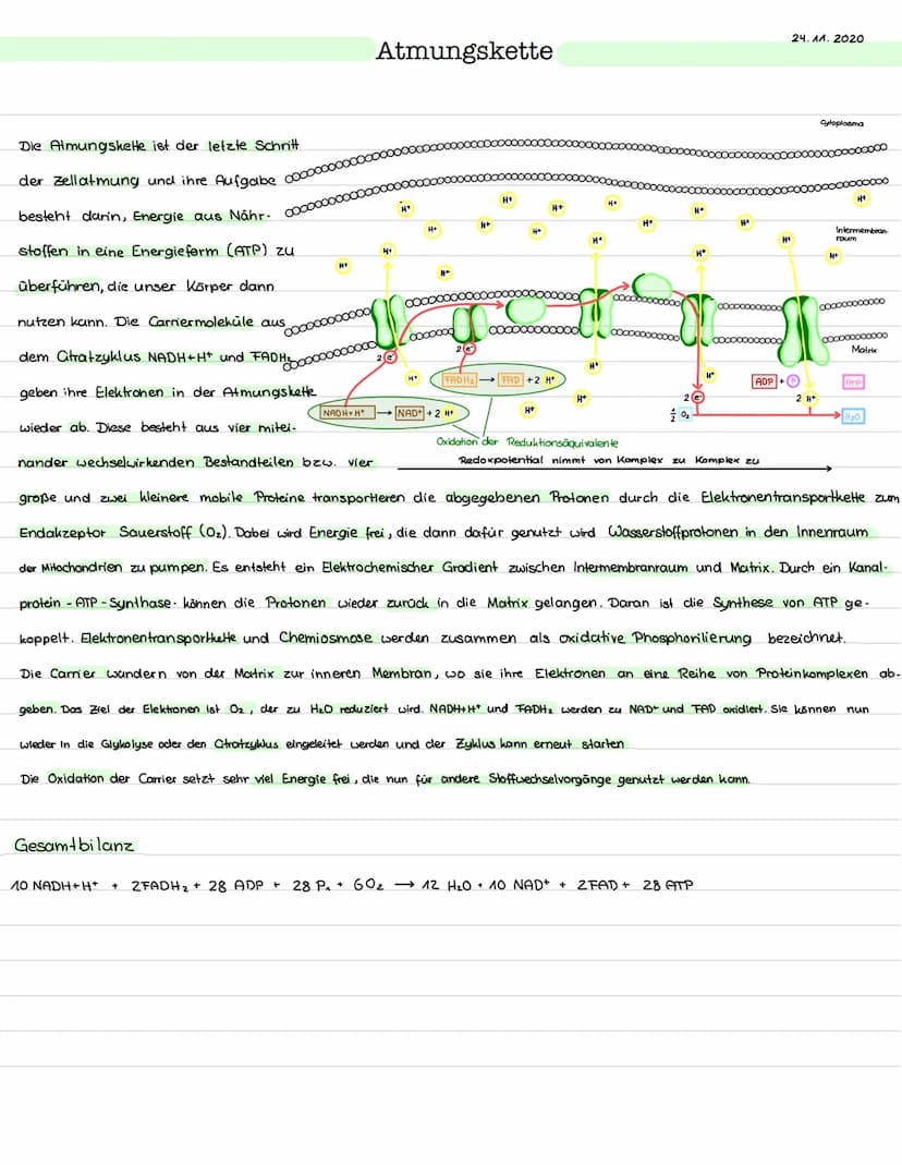 Glykolyse
Ort: Cytoplasma
Ablauf: Abbau von einem Glukosemolekül (Co)
zu zwei Pyruvat molekülen (C3)
> Einteilung in Energieaufwendungs- und
