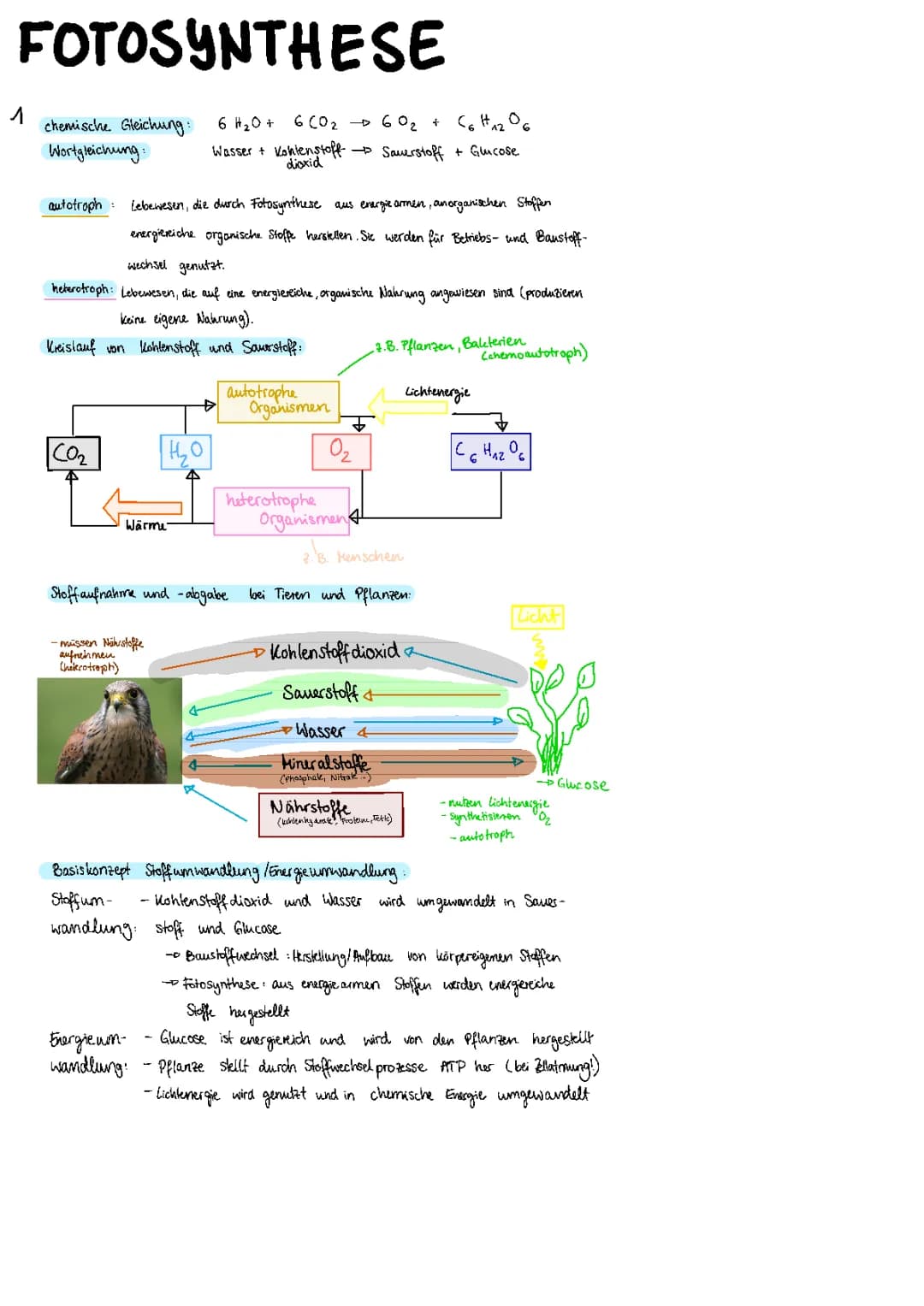 Fotosynthese und Blattaufbau 