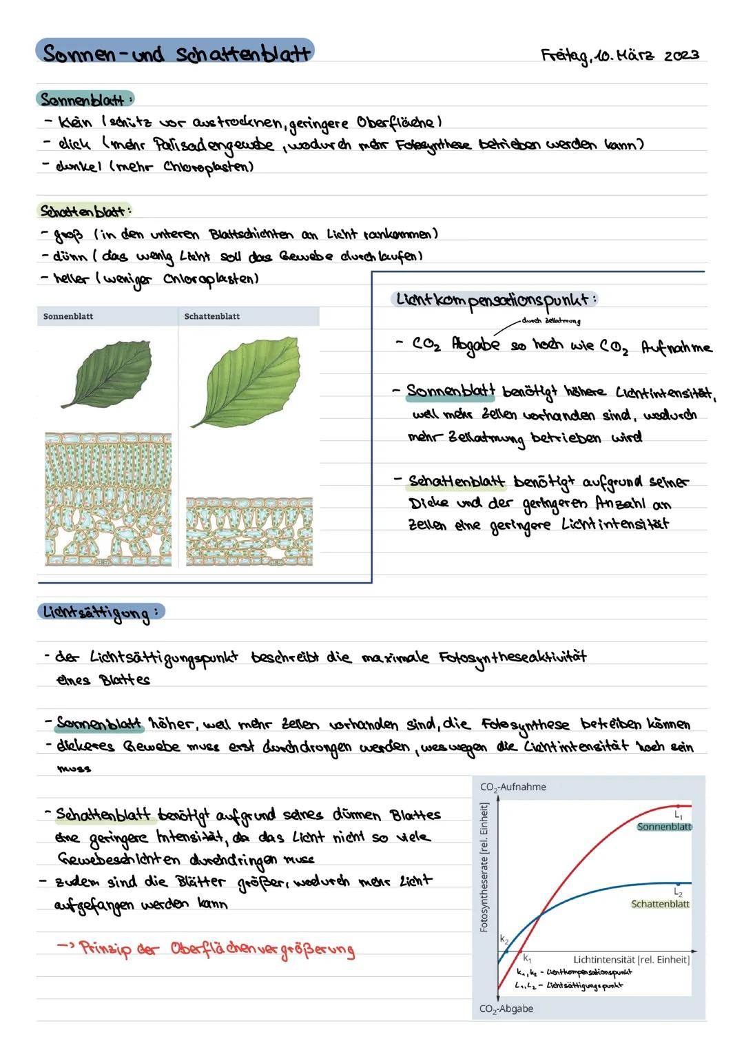 # Sonnen-und Schattenblatt

Sonnenblatt
- Klein Ischütz vor avstrocknen, geringere Oberflächel
Freitag, 10. März 2023
- elick (mehr Palisade