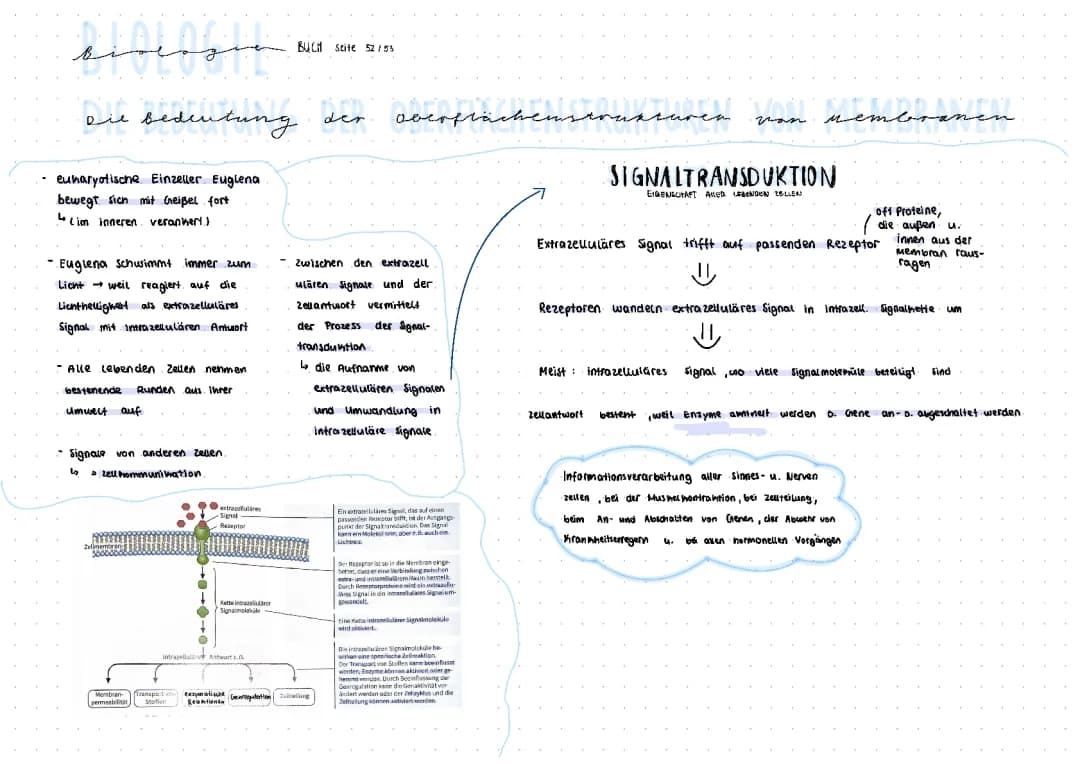 Die Bedeutung der Oberflächenstrukturen von Membran 