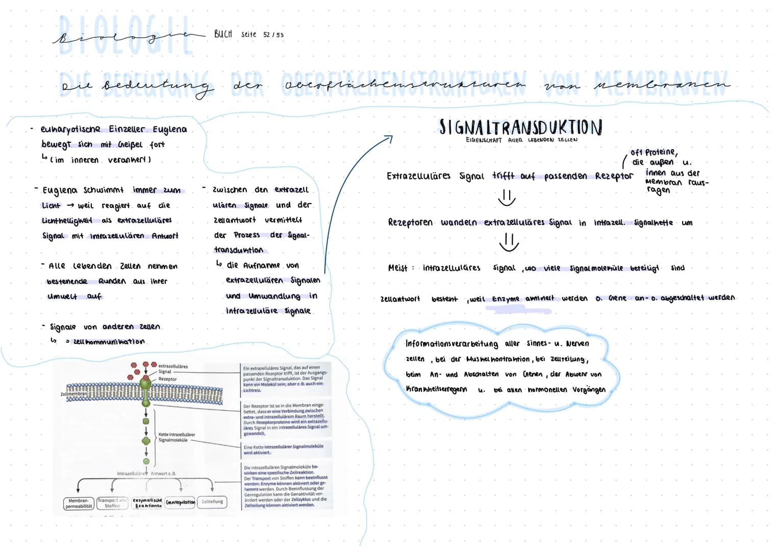 didessin
Die
Que Bedeutung der
eukaryotische Einzeller Euglena
bewegt sich mit Geißel fort
L₂ (im inneren verankert.)
Euglena Schusimmt imme