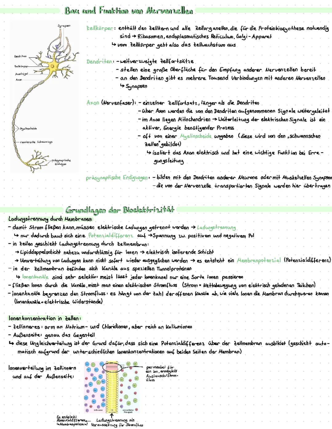 Neurobiologie Abi22