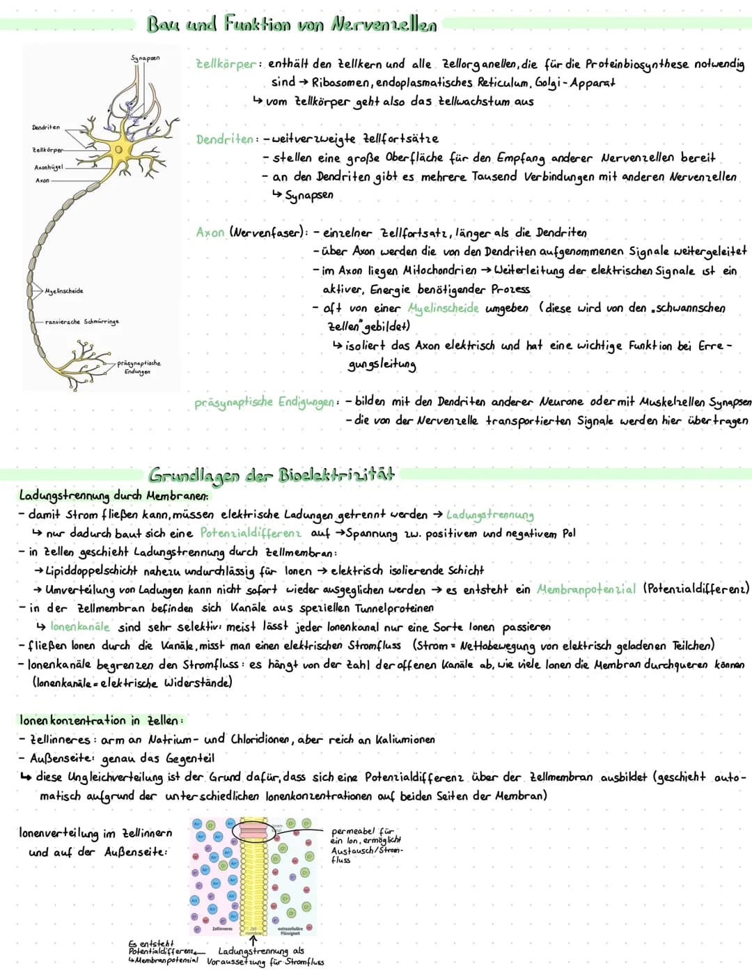 Dendriten
Zellkörper
Axonhügel
Axon
Myelinscheide
-ranviersche Schmurringe
Bau und Funktion von Nervenzellen
Zellkörper: enthält den Zellker