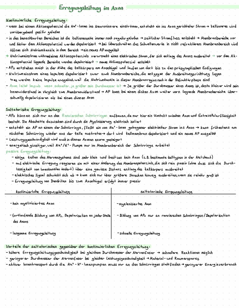 Dendriten
Zellkörper
Axonhügel
Axon
Myelinscheide
-ranviersche Schmurringe
Bau und Funktion von Nervenzellen
Zellkörper: enthält den Zellker