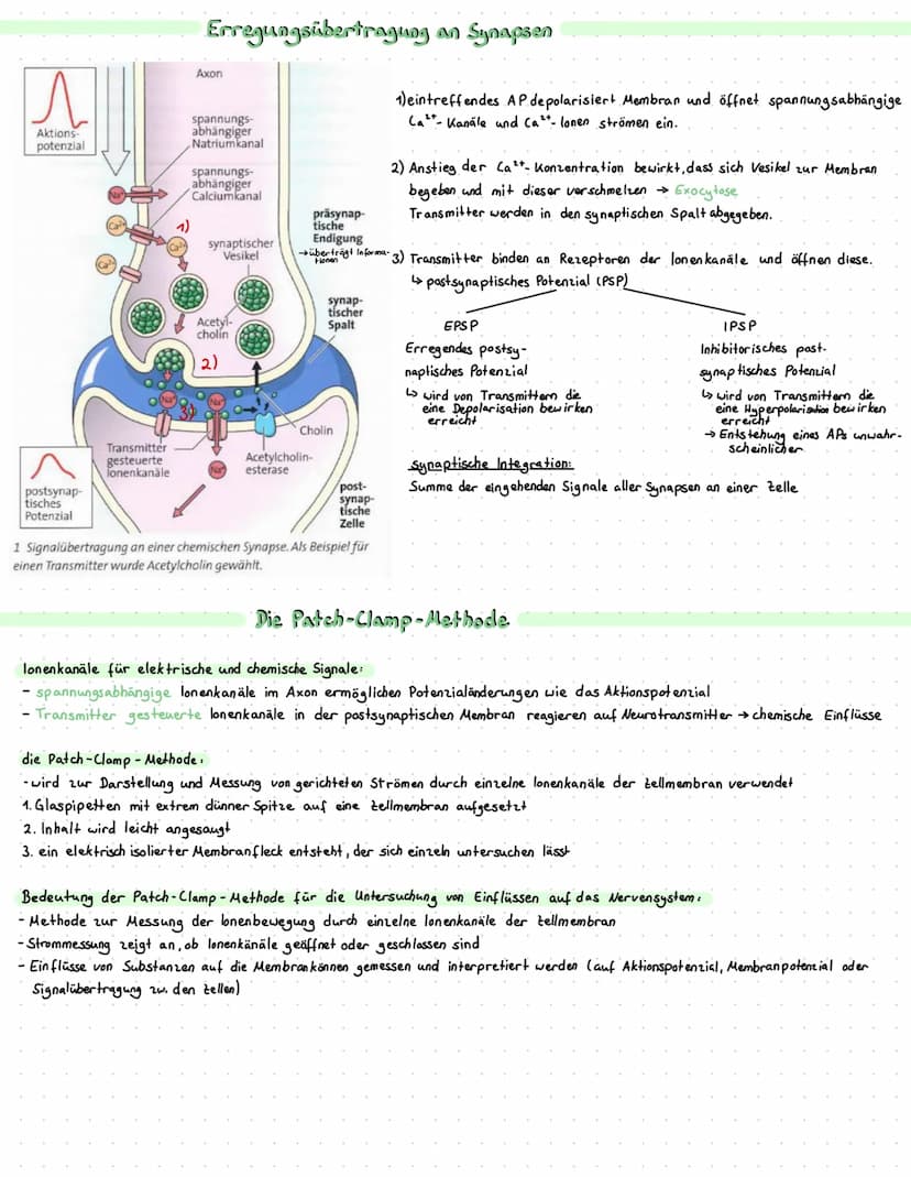 Dendriten
Zellkörper
Axonhügel
Axon
Myelinscheide
-ranviersche Schmurringe
Bau und Funktion von Nervenzellen
Zellkörper: enthält den Zellker