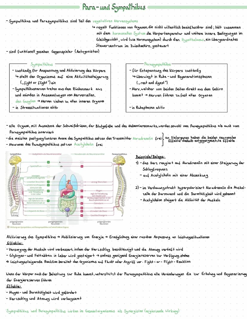 Dendriten
Zellkörper
Axonhügel
Axon
Myelinscheide
-ranviersche Schmurringe
Bau und Funktion von Nervenzellen
Zellkörper: enthält den Zellker