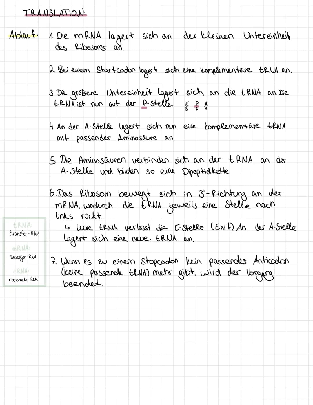 THE MEN
Translation
•Transkription
TRANSKRIPTION:
Ablaut:
Transkription Translation
DNA MRNA
->Protein
• Übersetzung
4
xxxxxx → JOC
-
Abschr