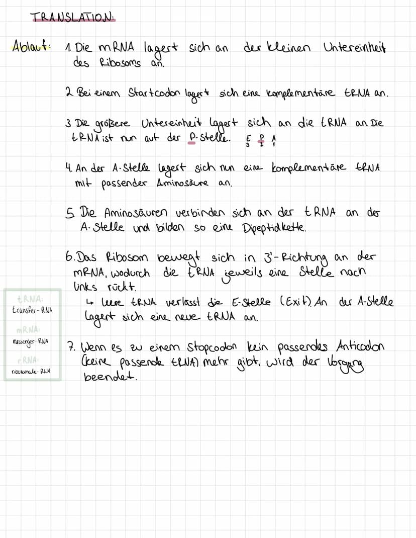 THE MEN
Translation
•Transkription
TRANSKRIPTION:
Ablaut:
Transkription Translation
DNA MRNA
->Protein
• Übersetzung
4
xxxxxx → JOC
-
Abschr