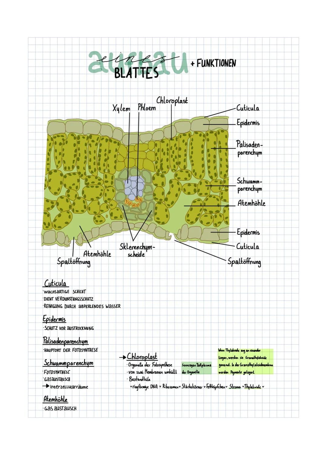 Atemhöhle
Spaltöffnung
Cuticula
wacHSARTIGE SCHICHT
Epidermis
SCHUTZ VOR AUSTROCKNUNG
Palisadenparenchym
HauPTORT DER FOTOSYNTHESE
DIENT VER