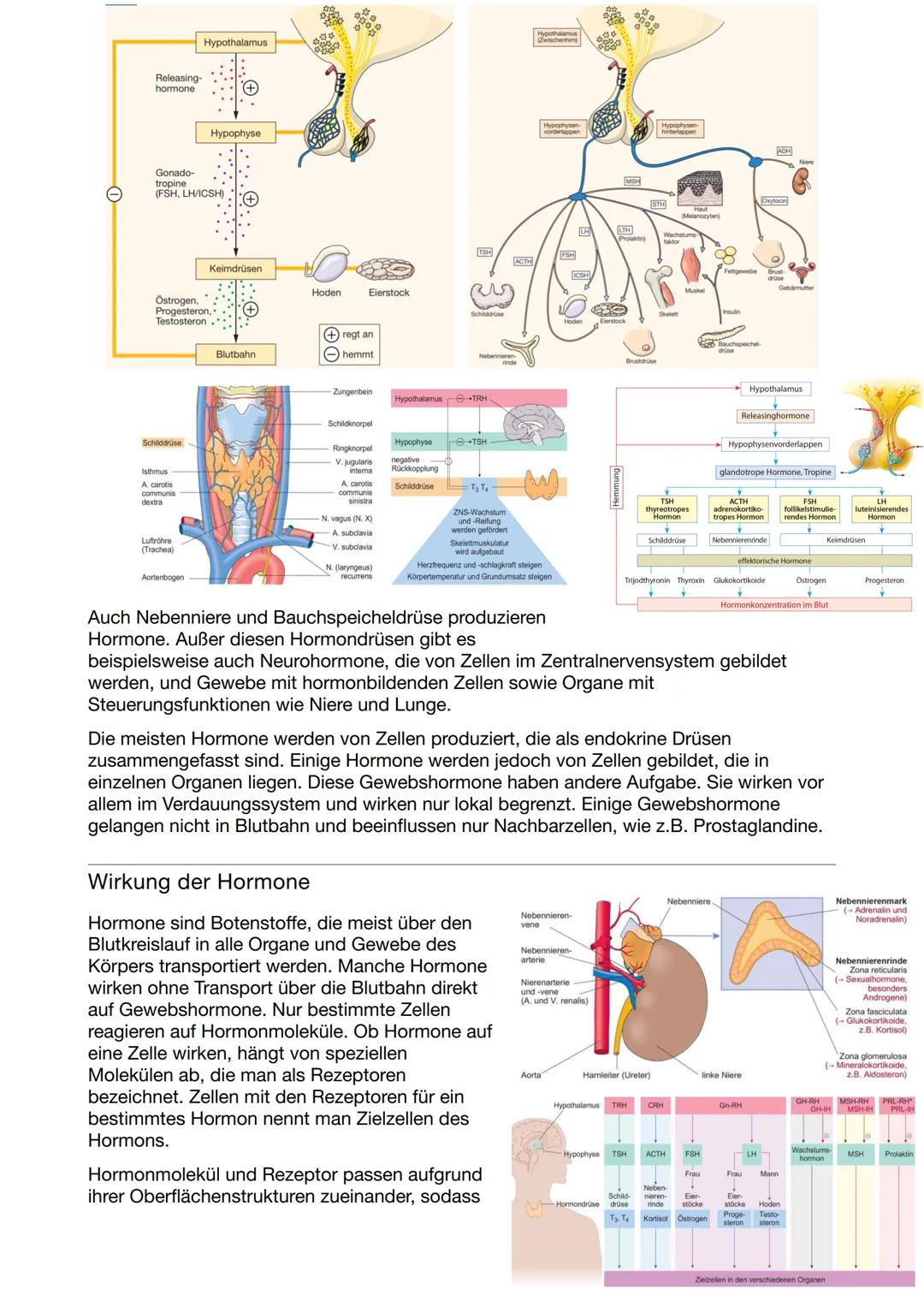 # Gesundheit und Pflege Klausur

# Nr.3

# Hormonsystem

Hormone sind Botenstoffe des Körpers, die Informationen zwischen
verschiedenen Orga