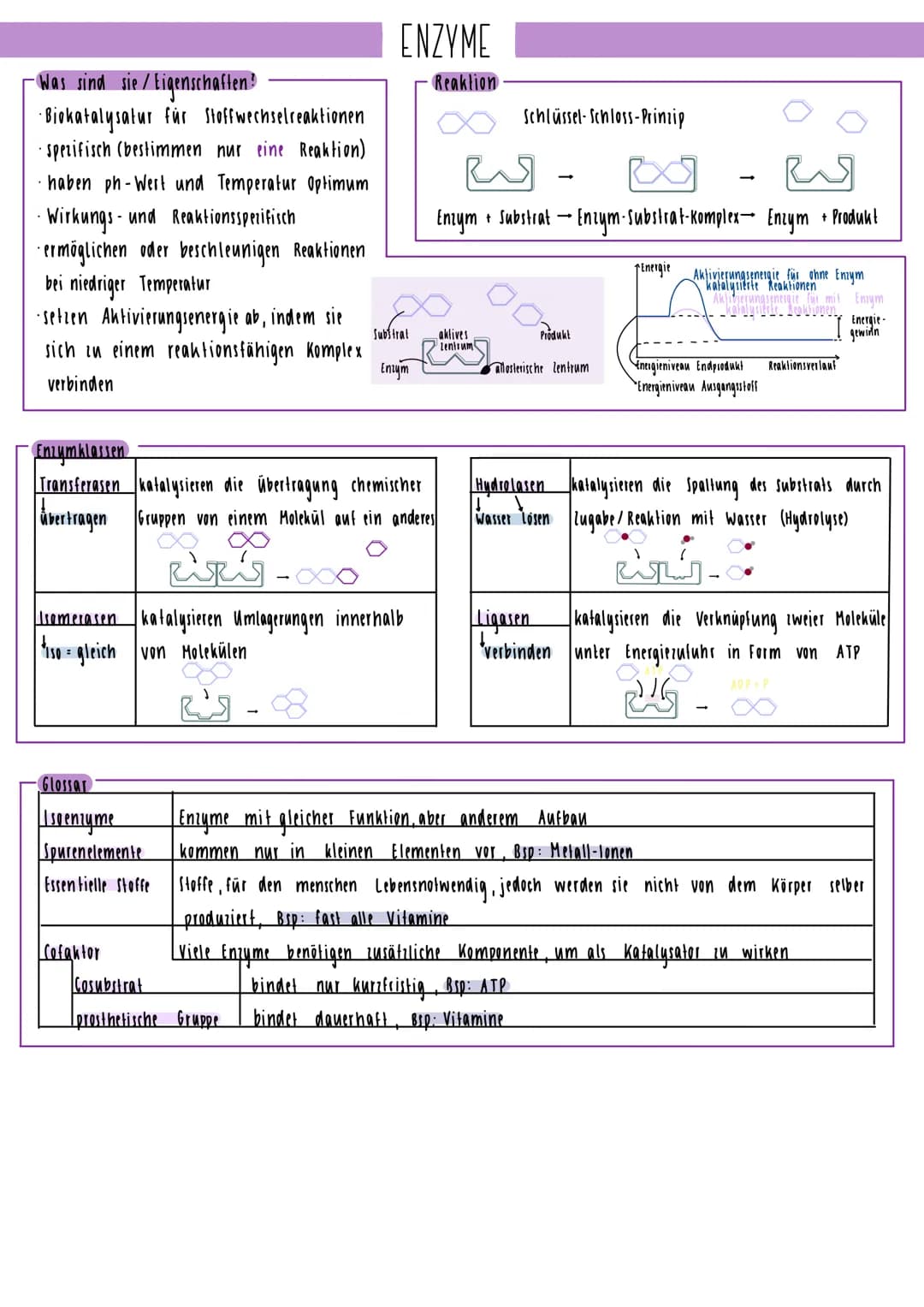 - Was sind sie / Eigenschaften?
· Biokatalysatur für Stoffwechselreaktionen
· spezifisch (bestimmen nur eine Reaktion)
haben ph-Wert und Tem