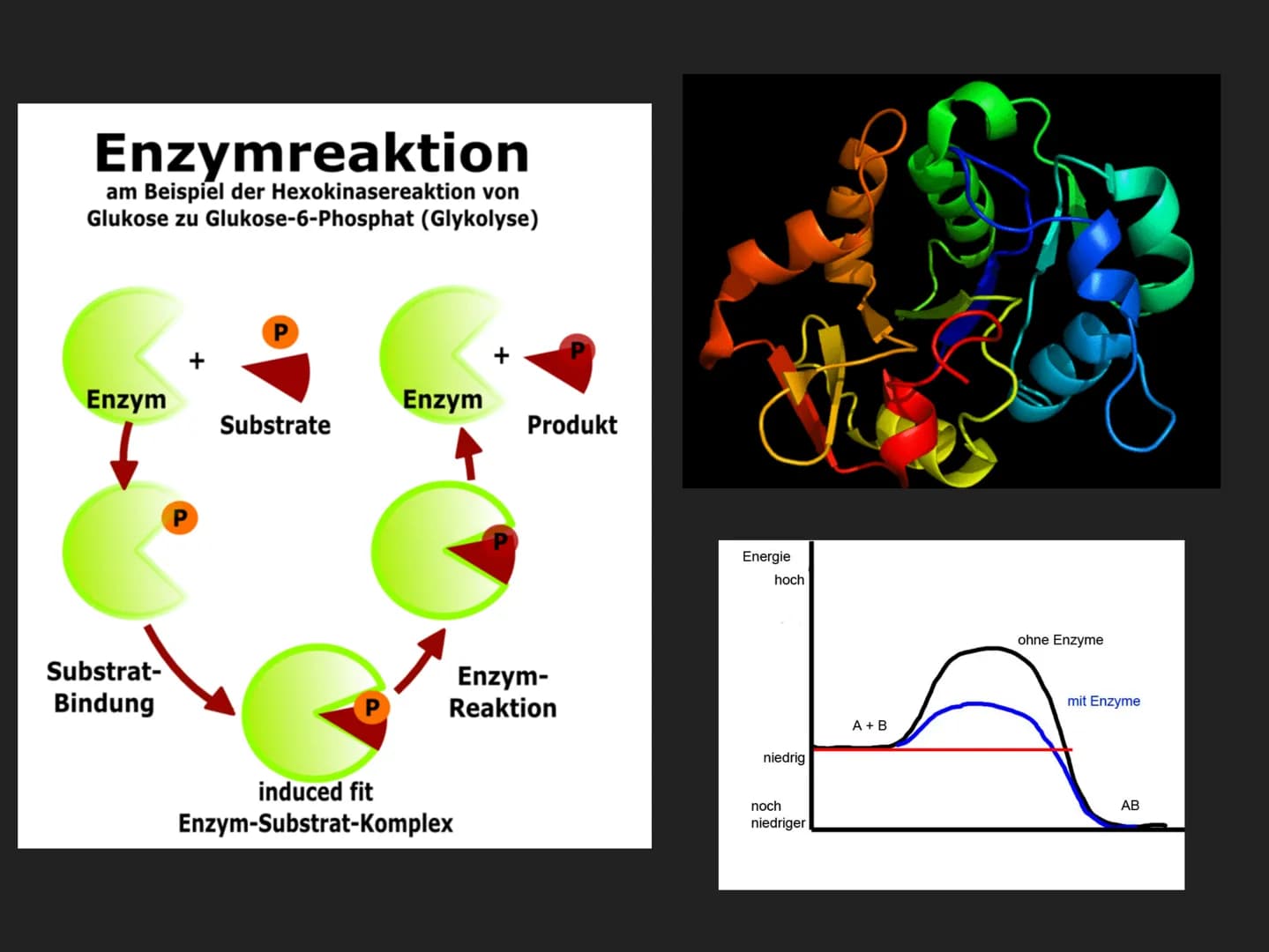 HEMMUNGEN VON ENZYMEN HEMMUNGEN VON ENZYMEN
INHALTSVERZEICHNIS
▸ Was sind Enzyme eigentlich?
▸ Definition Enzym-Hemmung
►
3 Arten der Enzym-