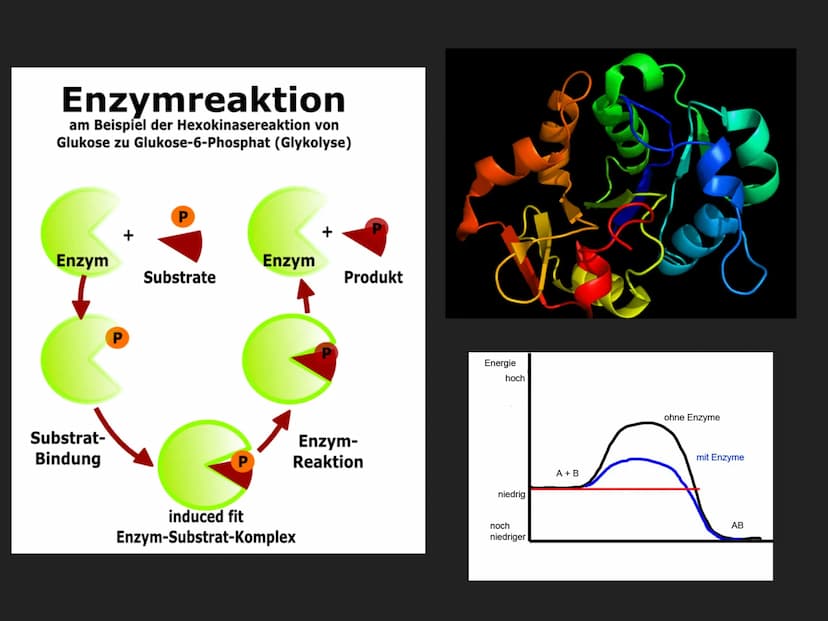 HEMMUNGEN VON ENZYMEN HEMMUNGEN VON ENZYMEN
INHALTSVERZEICHNIS
▸ Was sind Enzyme eigentlich?
▸ Definition Enzym-Hemmung
►
3 Arten der Enzym-