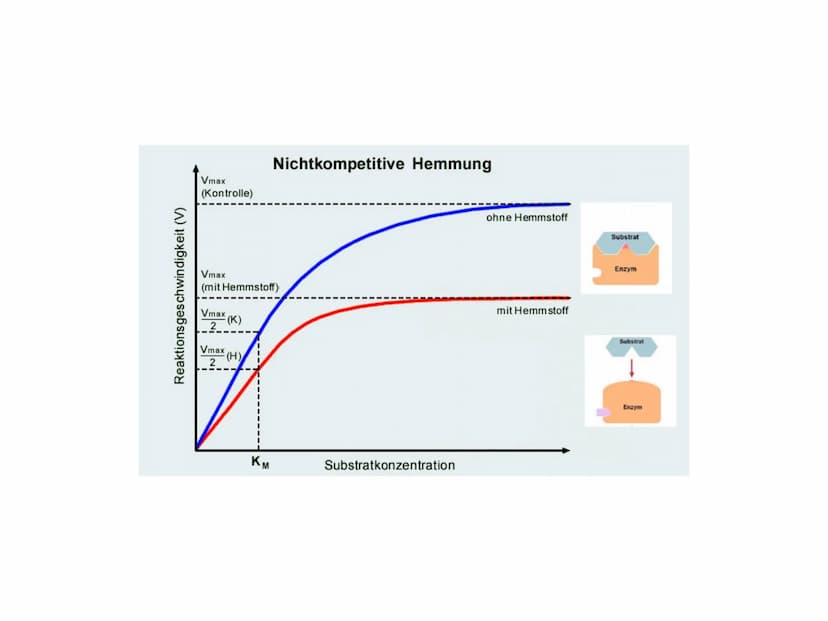 HEMMUNGEN VON ENZYMEN HEMMUNGEN VON ENZYMEN
INHALTSVERZEICHNIS
▸ Was sind Enzyme eigentlich?
▸ Definition Enzym-Hemmung
►
3 Arten der Enzym-