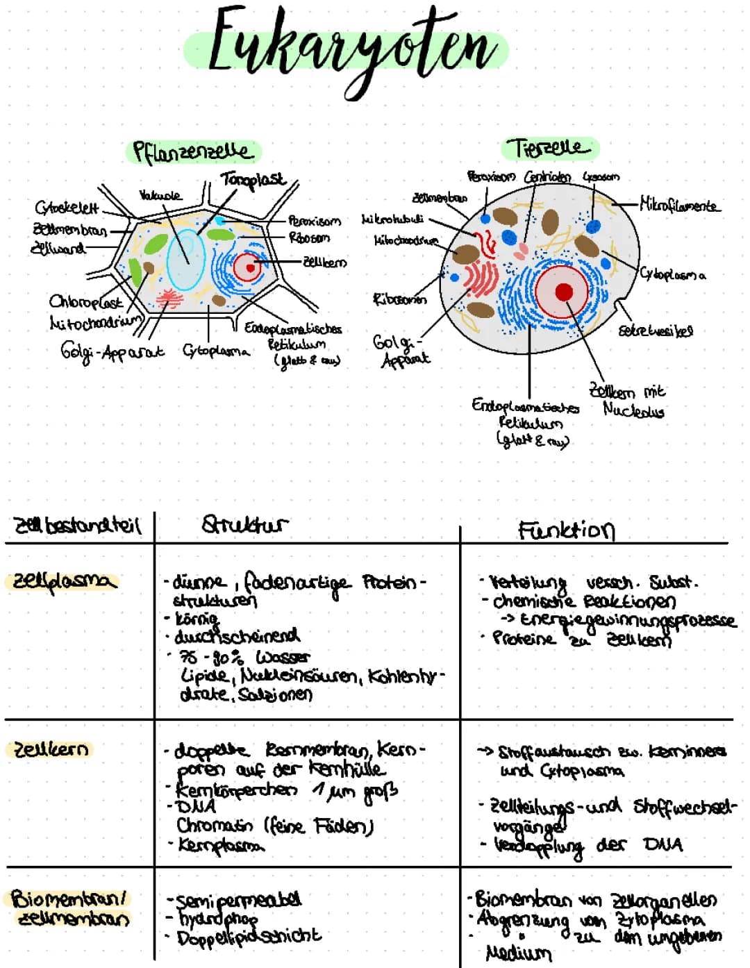 Eukaryoten