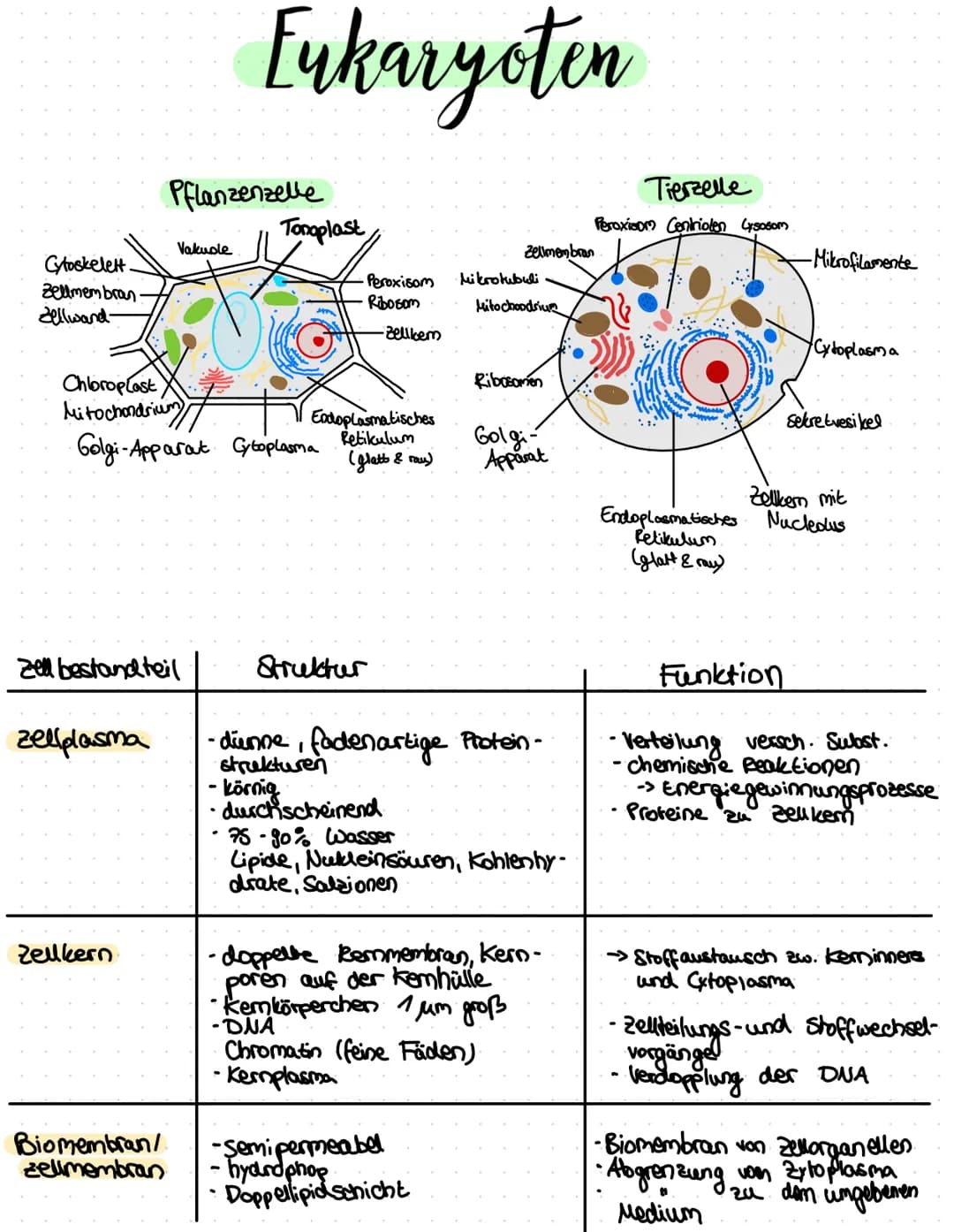 Cytoskelett.
Zellmembran.
Zellwand-
zellplasma
Zell bestandteil
Zellkern
Pflanzenzelle
Vakuole
Chloroplast
Mitochondrium
Golgi-Apparat Cytop