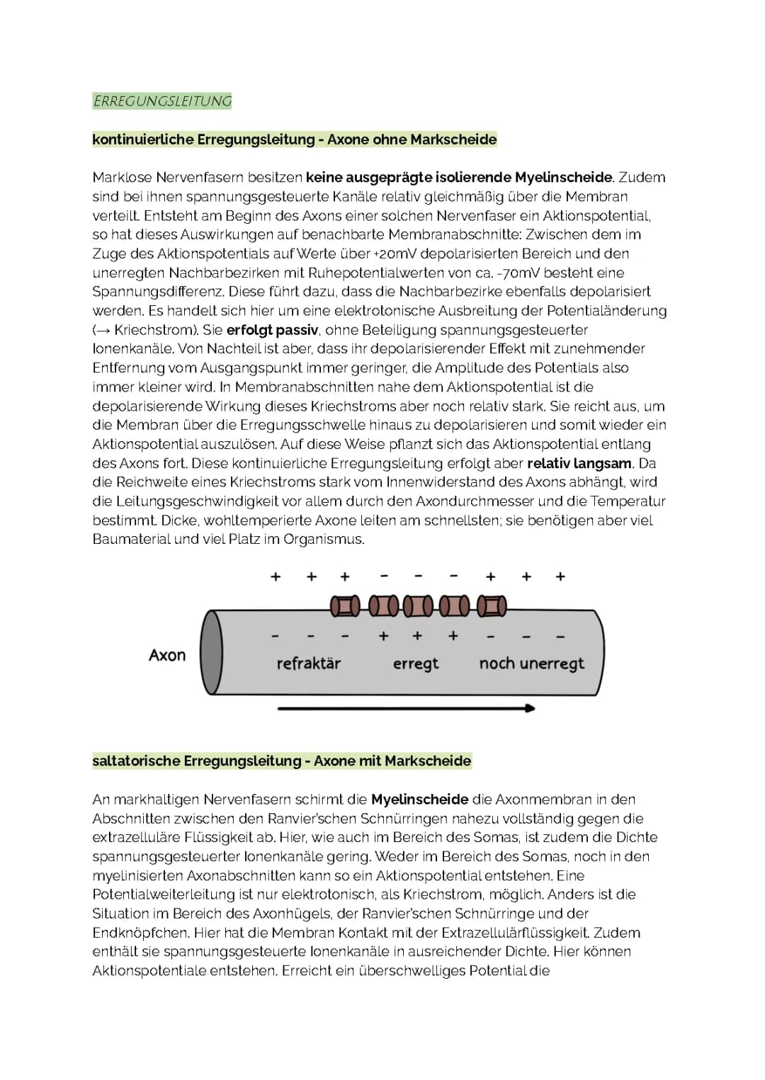 Neurobiologie - Erregungsleitung 