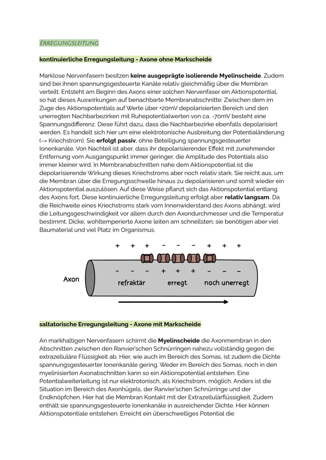 ERREGUNGSLEITUNG
kontinuierliche Erregungsleitung - Axone ohne Markscheide
Marklose Nervenfasern besitzen keine ausgeprägte isolierende Myel