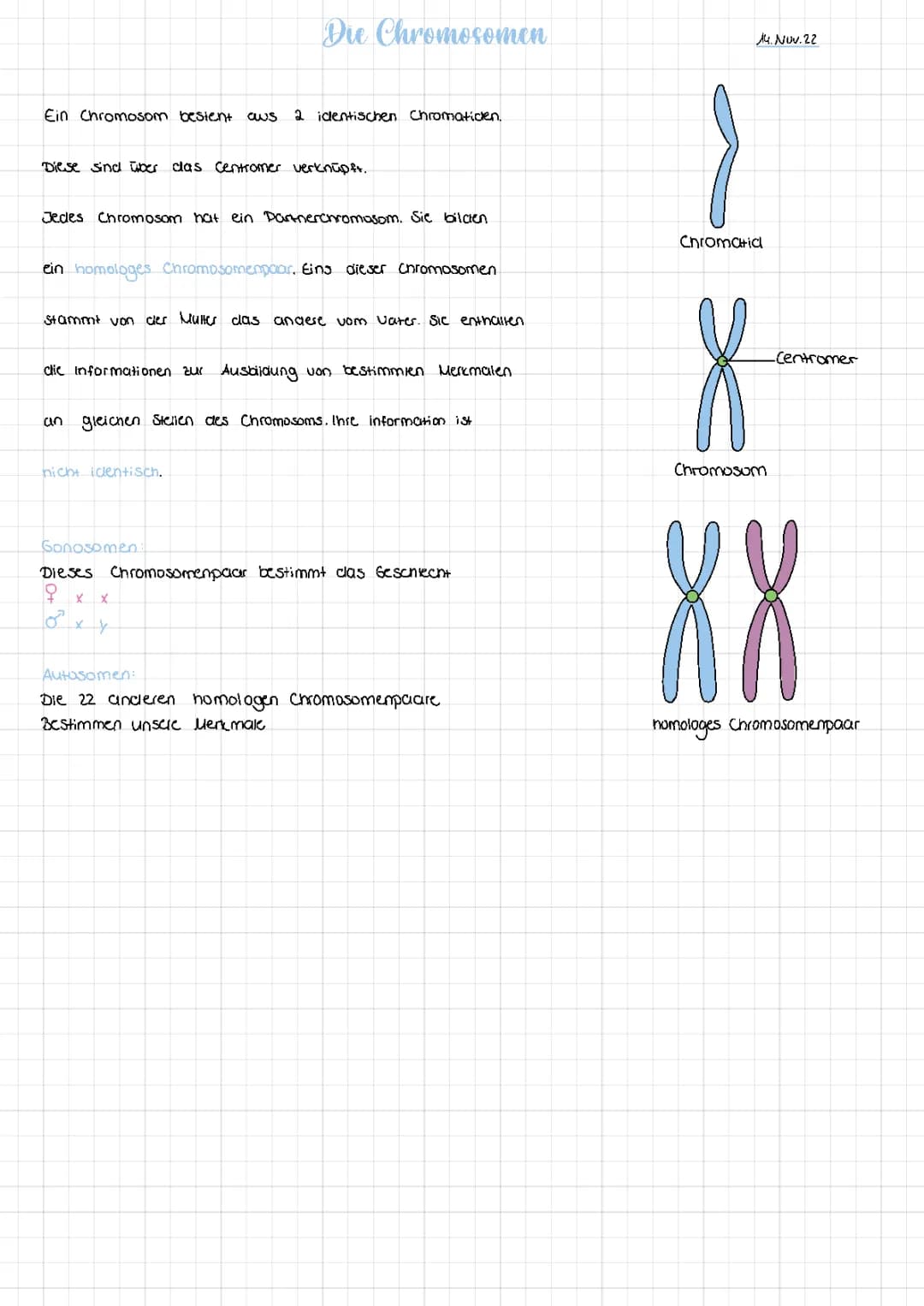 Chromosomen