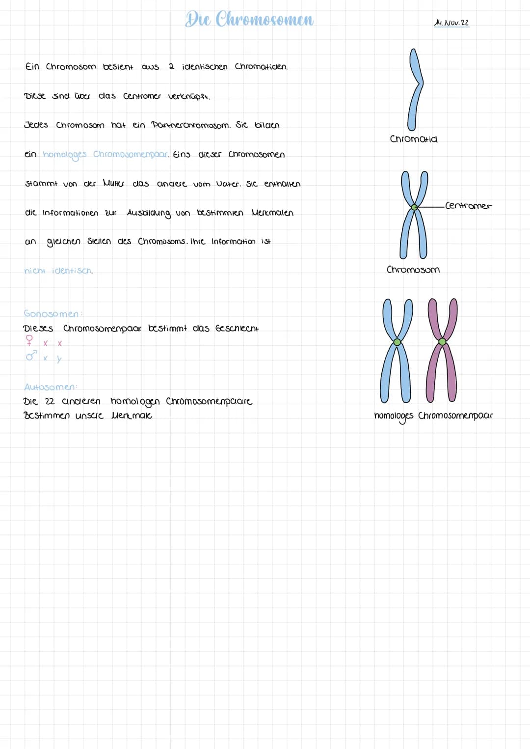 Ein Chromosom bestent aus 2 identischen Chromaticen.
Diese sind über clas Centromer verknüpft.
Jedes Chromosom hat ein Partnerchromosom. Sie