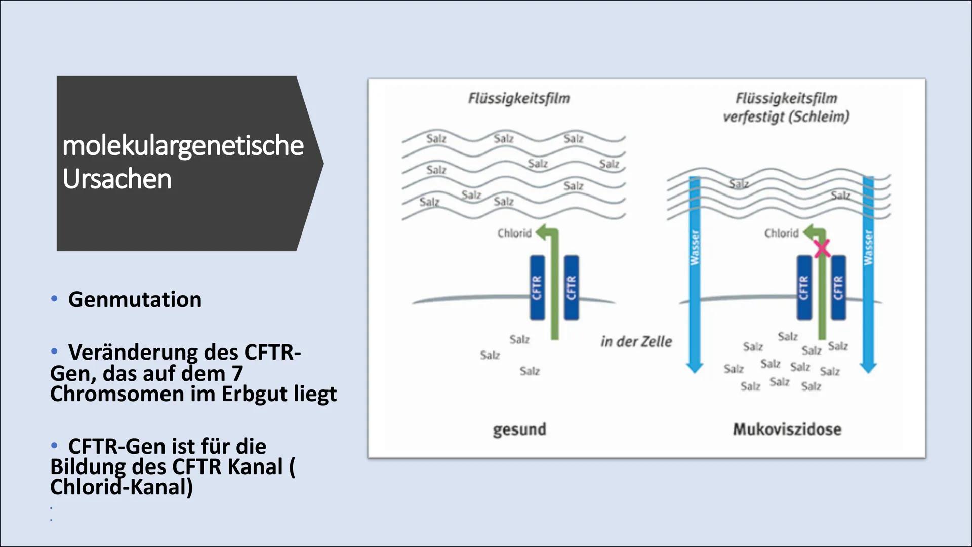 MUKOVISZIDOSE Gliederung

• Was ist Mukoviszidose ?
• Molekulargenetische
Ursachen
• Vererbung
• Häufigkeit/ Vorkommen
• Symptome
• Lebenser