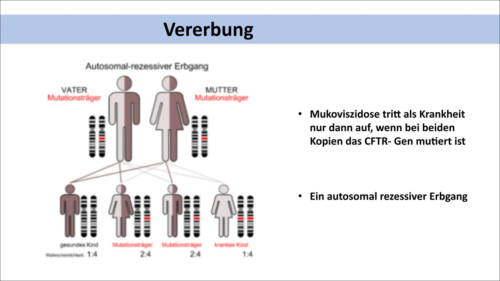 MUKOVISZIDOSE Gliederung

• Was ist Mukoviszidose ?
• Molekulargenetische
Ursachen
• Vererbung
• Häufigkeit/ Vorkommen
• Symptome
• Lebenser