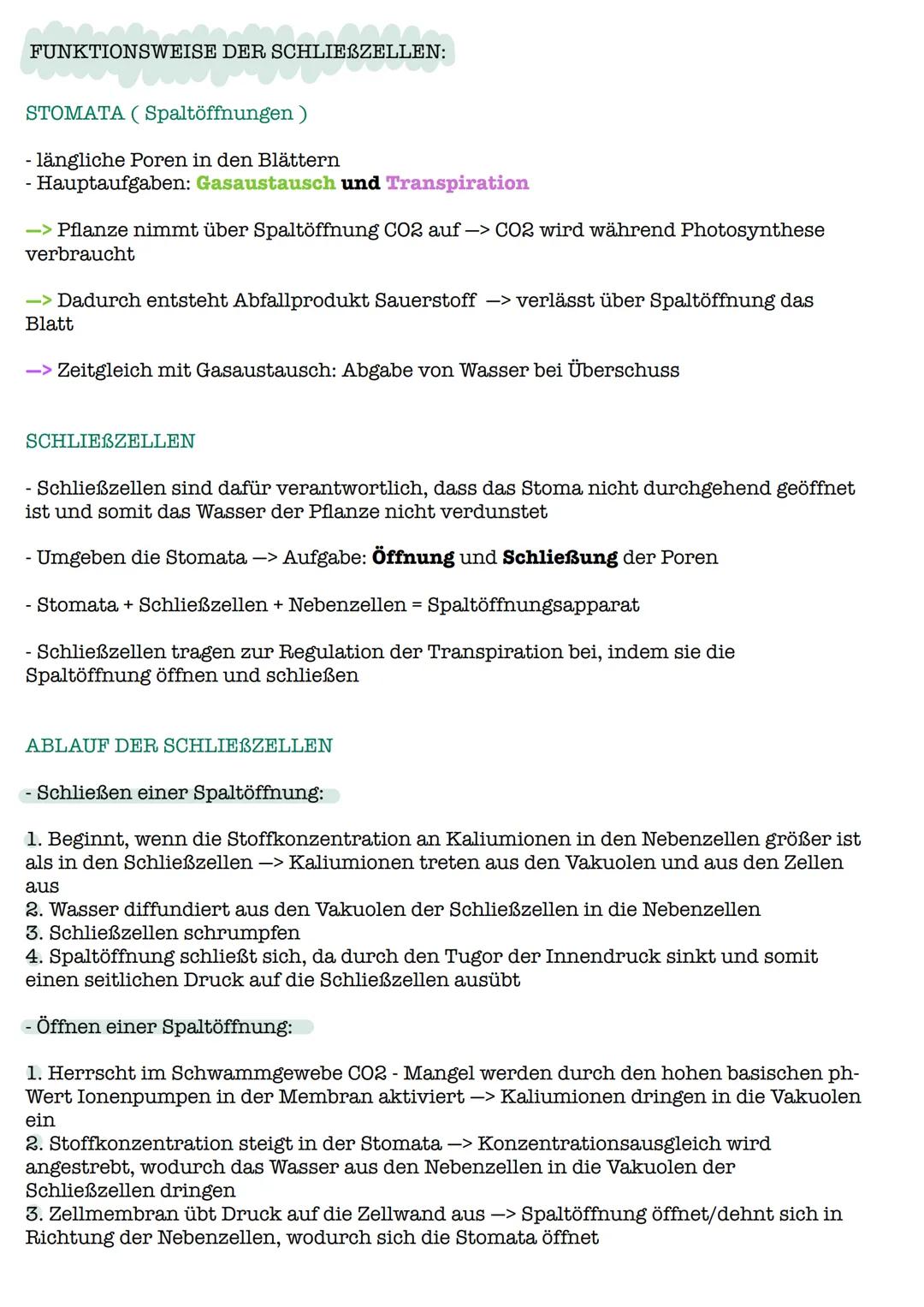 FUNKTIONSWEISE DER SCHLIEBZELLEN:
STOMATA (Spaltöffnungen)
- längliche Poren in den Blättern
- Hauptaufgaben: Gasaustausch und Transpiration