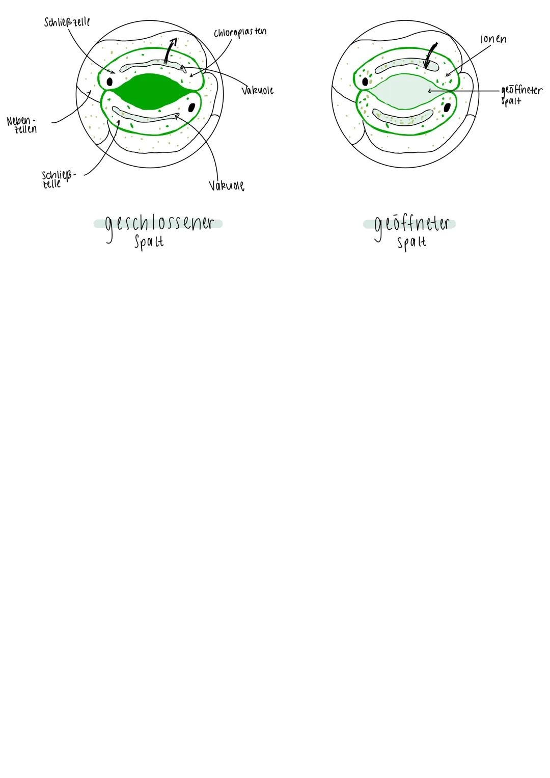 FUNKTIONSWEISE DER SCHLIEBZELLEN:
STOMATA (Spaltöffnungen)
- längliche Poren in den Blättern
- Hauptaufgaben: Gasaustausch und Transpiration