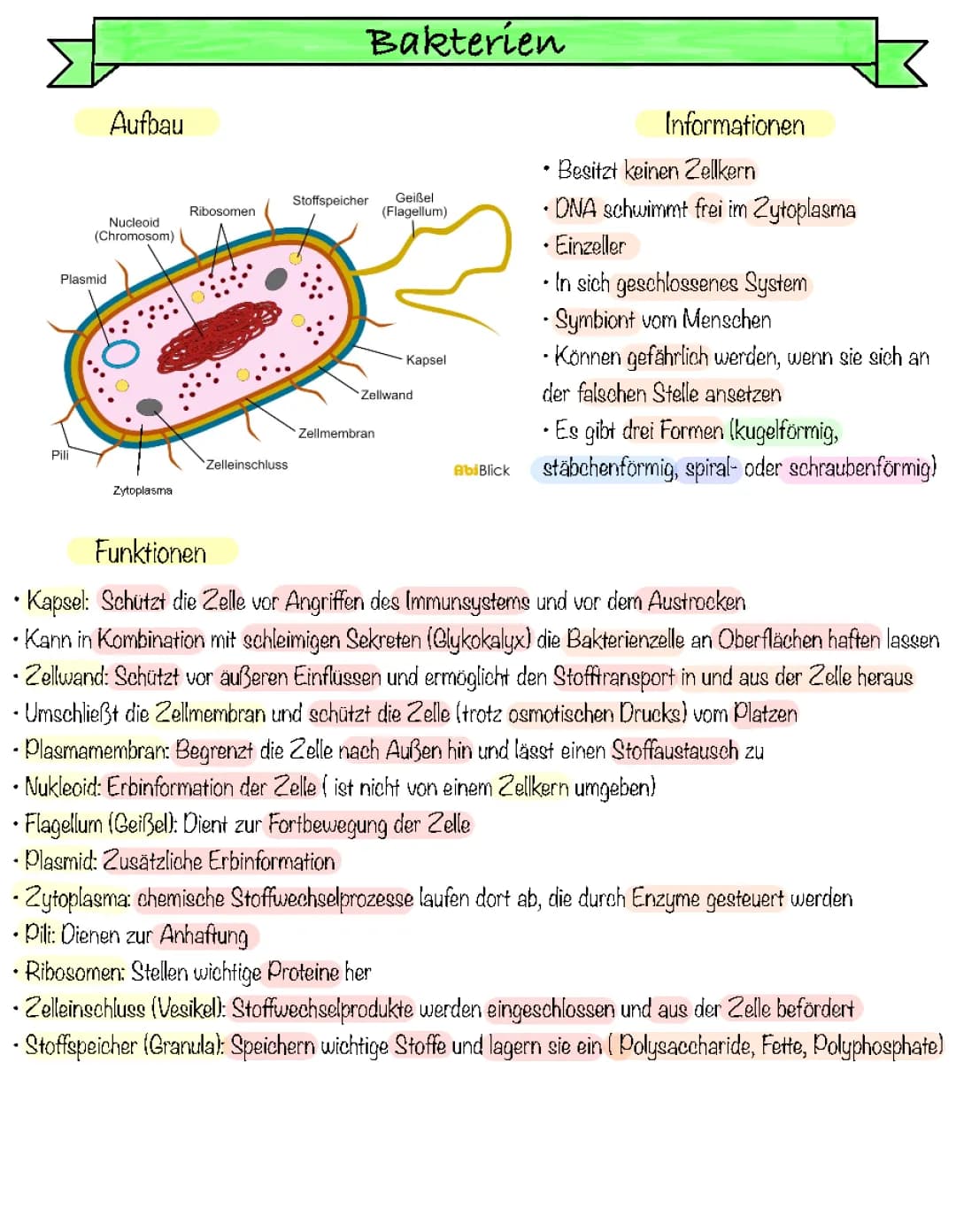 Bakterienzelle