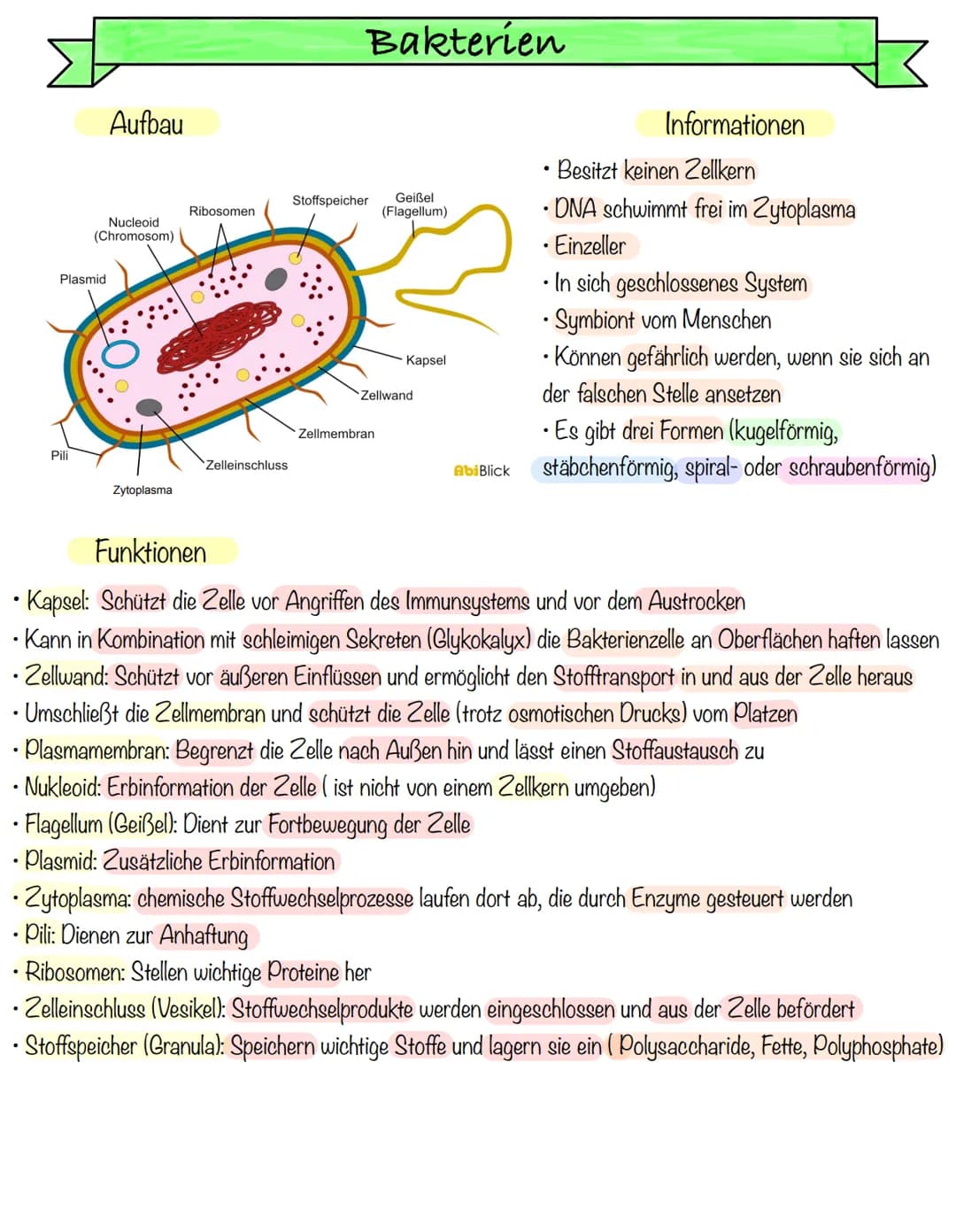 Plasmid
Pili
Aufbau
Nucleoid
(Chromosom)
.
Zytoplasma
.
Ribosomen
Zelleinschluss
Bakterien
Stoffspeicher
.
• Plasmid: Zusätzliche Erbinforma