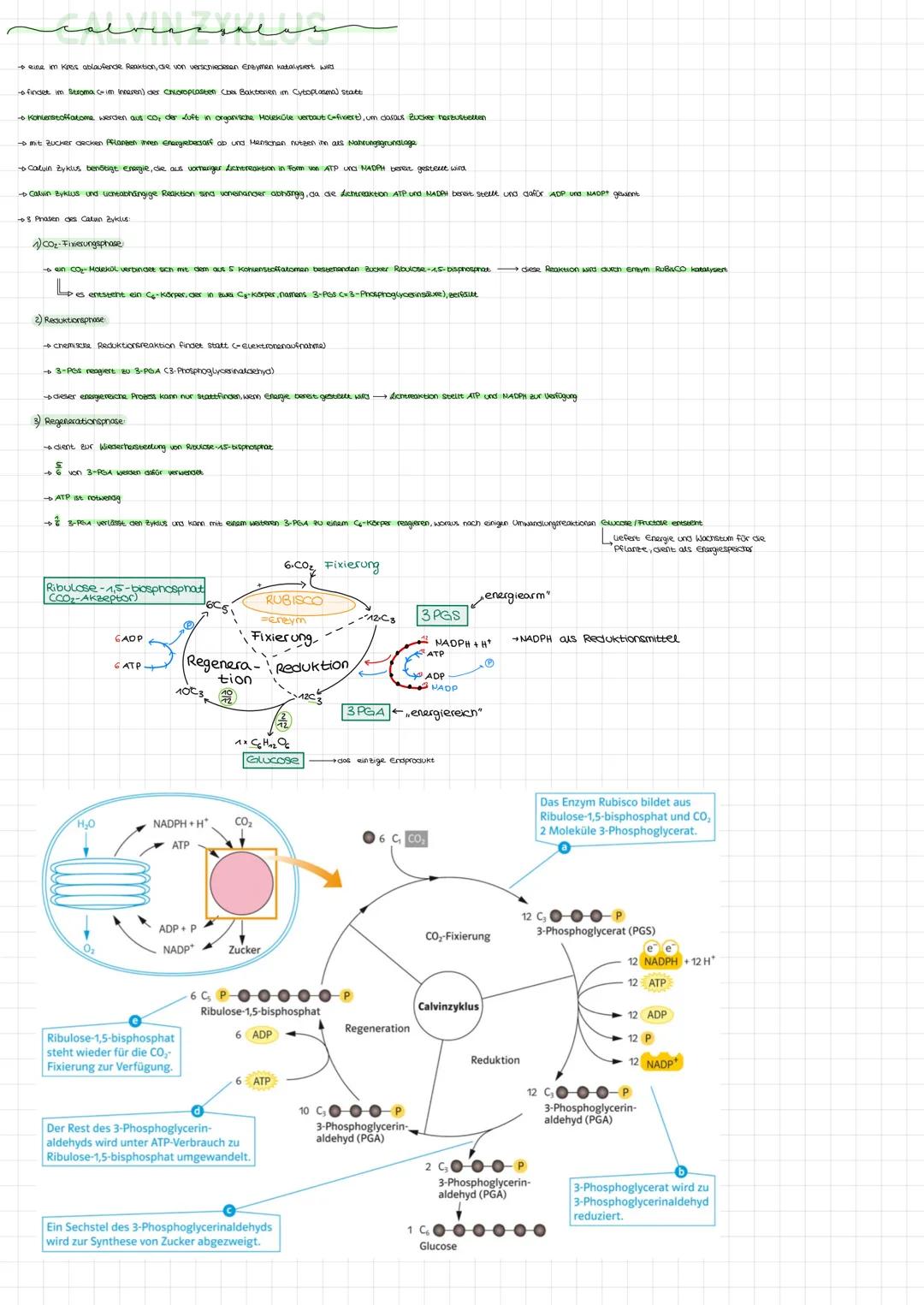 # CALVINZYKLUS

- eine im Kreislauf ablaufende Reaktion, die von verschiedenen Enzymen katalysiert wird.

- findet im Stroma (= im Inneren) 