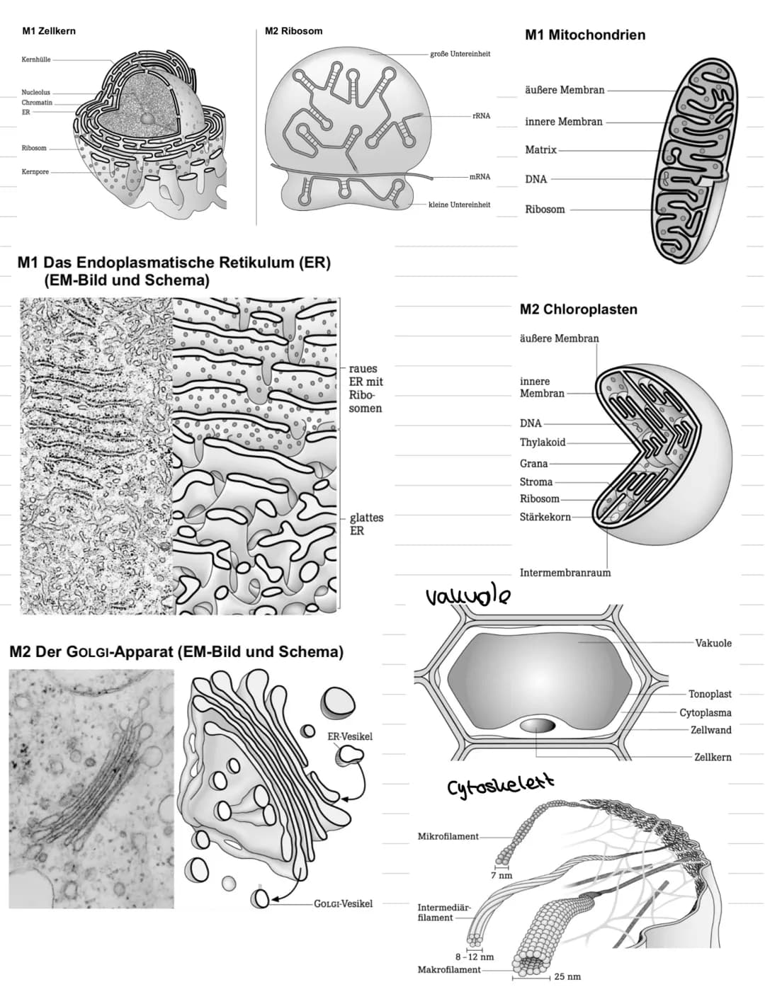 BIOLOGIE
Thema 1: Prinzipien des Lebendigen.
Lebewesen.
- 1 oder viele Zellen.
einen Stoffwechsel
- können sich Fortpflanzen
- können wachse