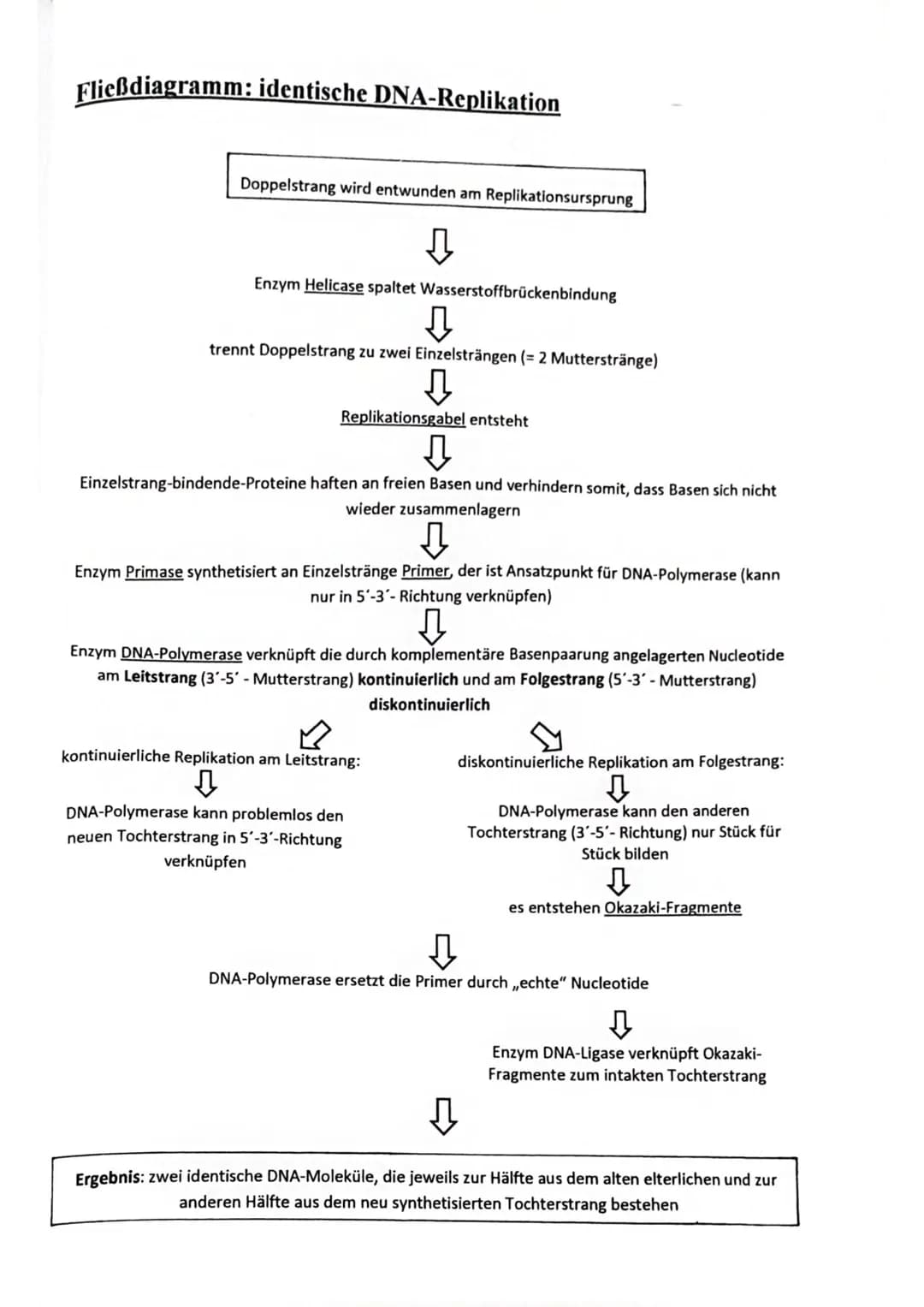 Fließdiagramm: identische DNA-Replikation
Doppelstrang wird entwunden am Replikationsursprung
↓
Enzym Helicase spaltet Wasserstoffbrückenbin