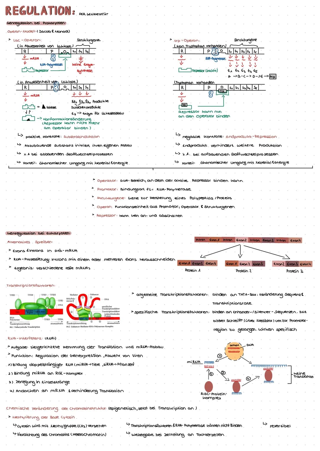 DNA: TRAGER DER ERBINFORMATION.
Experimentelle Beweise:
GRIFFITH 1928: tote virulente Bakterien und
lebende, nicht virulente Bakterien in vo