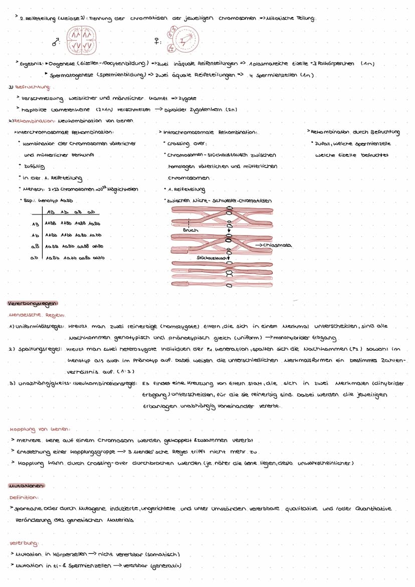 DNA: TRAGER DER ERBINFORMATION.
Experimentelle Beweise:
GRIFFITH 1928: tote virulente Bakterien und
lebende, nicht virulente Bakterien in vo