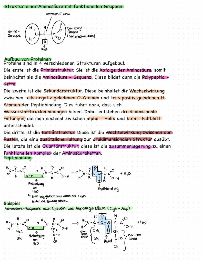 KLAUSURVORBEREITUNG
Struktur einer Aminosäure mit funktionellen Gruppen
Aufbau von Proteinen
Themen:
●
● Enzyme als Biokatalysatoren
Substra
