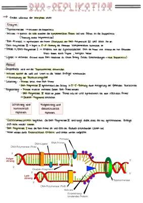 Know DNA - Replikation thumbnail