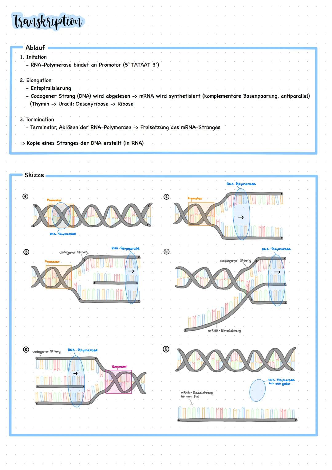 # Klausur 1
14.11.22

# Aufbau der DNA

Struktur

|                               | DNA                                                     