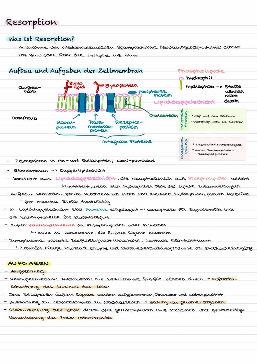 Verdauung
Was versteht man unter der Verdauung?
polymere
Nahrungs-
bestandteile
enzymatische Spaltung der polymeren Nahrungsbestandteile in 
