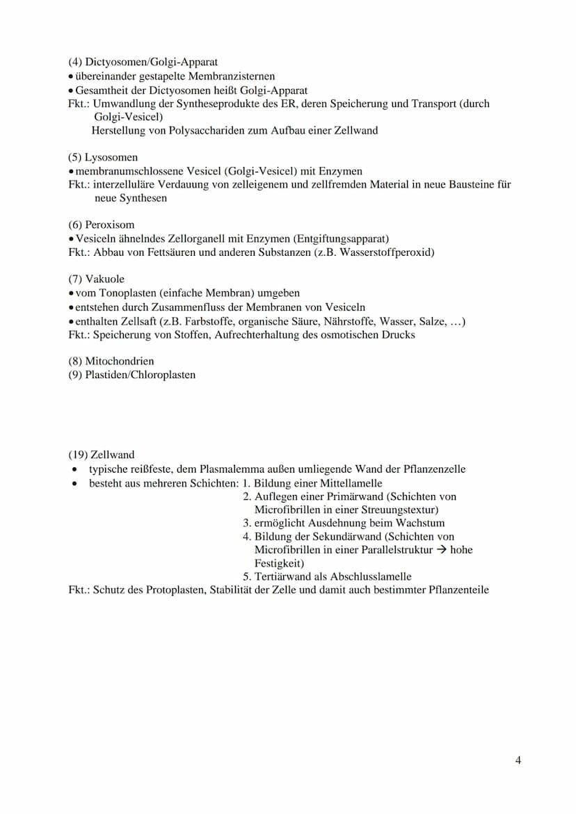 Bau und Funktion der Prozyte (Prokaryot)
● dazu gehören Bakterien und Blaualgen
kein echter Zellkern
keine Gliederung in Kompartimente/Organ