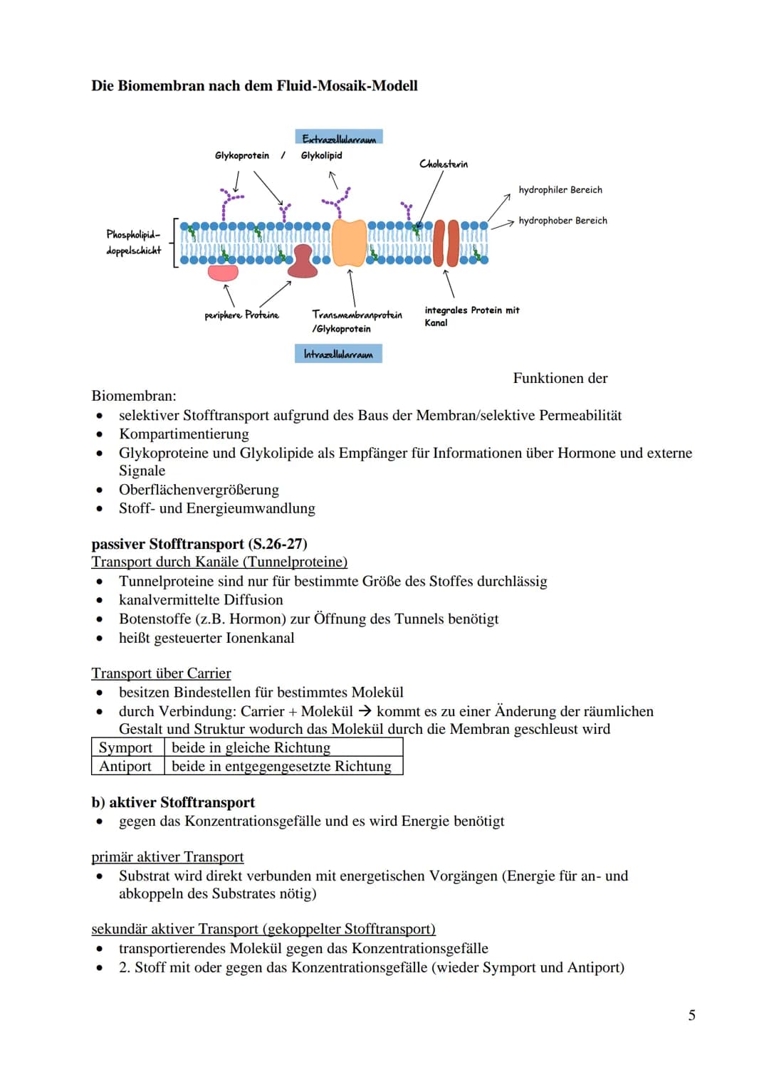 Bau und Funktion der Prozyte (Prokaryot)
● dazu gehören Bakterien und Blaualgen
kein echter Zellkern
keine Gliederung in Kompartimente/Organ
