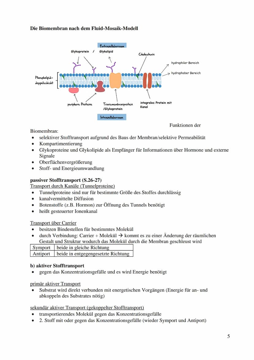 Bau und Funktion der Prozyte (Prokaryot)
● dazu gehören Bakterien und Blaualgen
kein echter Zellkern
keine Gliederung in Kompartimente/Organ
