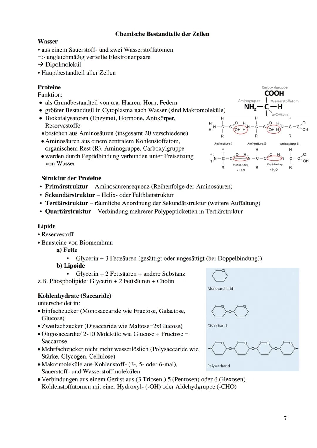 Bau und Funktion der Prozyte (Prokaryot)
● dazu gehören Bakterien und Blaualgen
kein echter Zellkern
keine Gliederung in Kompartimente/Organ