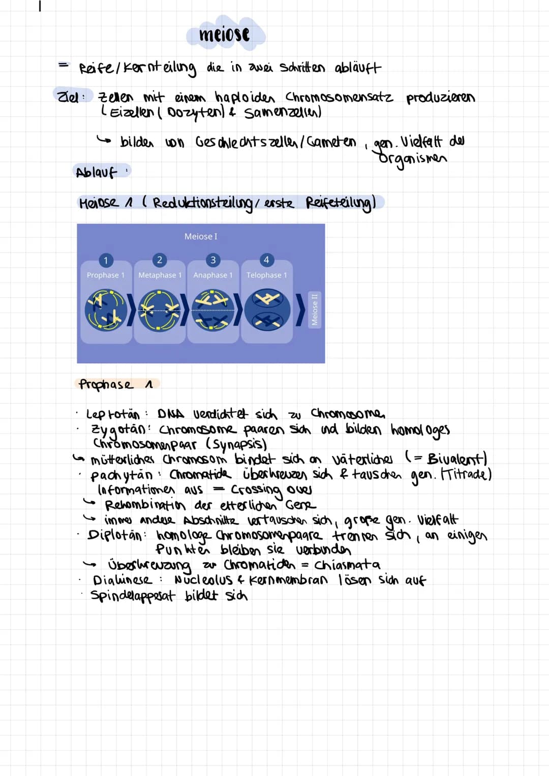 .
sichtbar in Hetaphase
in jeder körperzelle 23 verschiedene Chromosome
jedes chromosom hommt doppelt var
die einander gleichenden chromosom