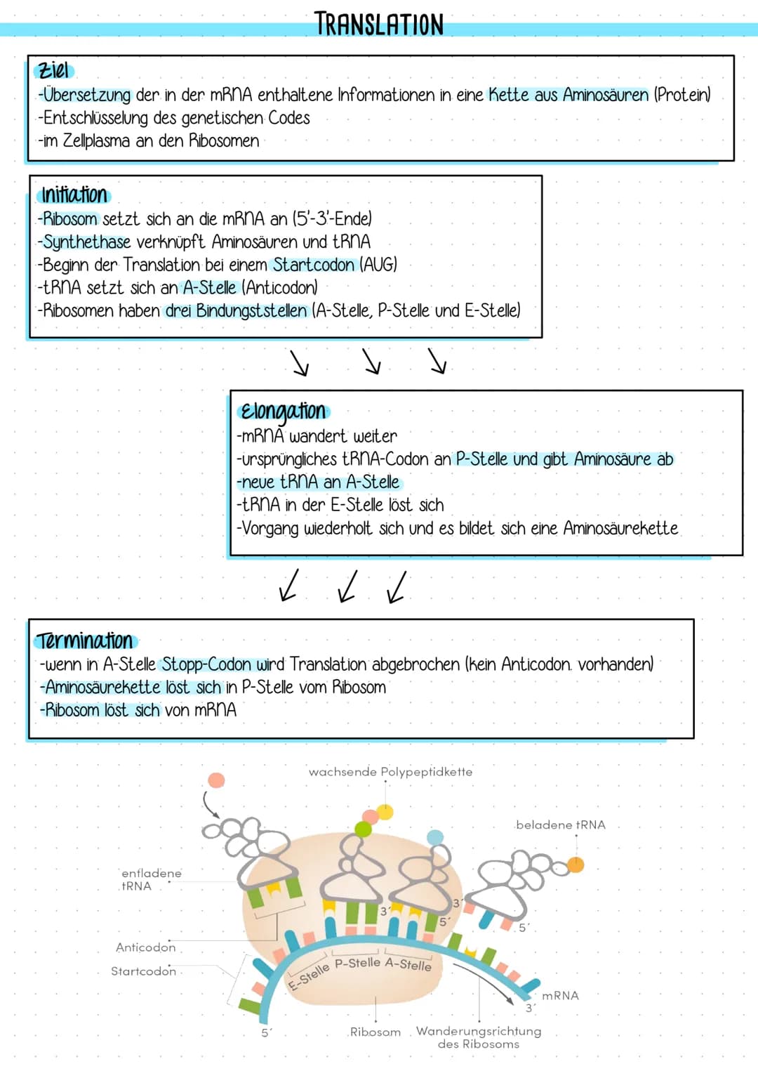 Ziel
-Übersetzung der in der mRNA enthaltene Informationen in eine Kette aus Aminosäuren (Protein)
-Entschlüsselung des genetischen Codes
-i