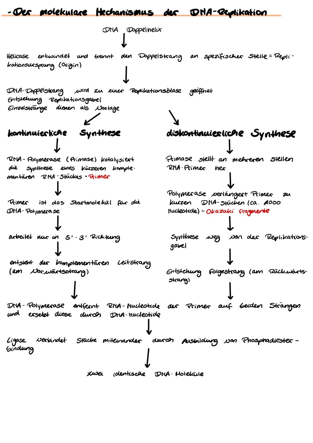 Die DNA-Replikation