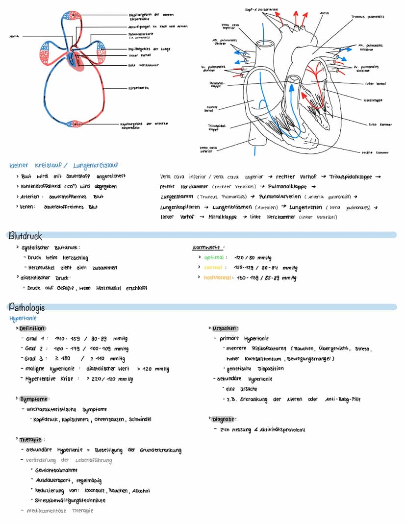 Klausur 2
Inhalte
> Aufbau des Gefäßsystems
- Aufbau und Funktion von Arterien, Arteriolen
-Aufbau und Funktion von
venen, Venolen
- Aufbau 