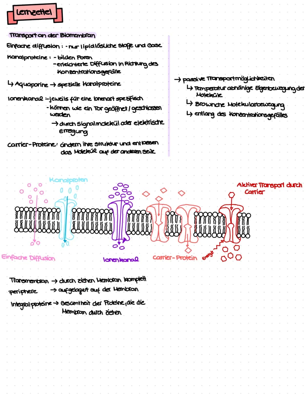 Lemzettel
Transport an der Biomembran
Einfache diffusion-nur lipidlösliche Stoffe und Gase
Kanalproteine: - bilden Poren
-erleichterte Diffu