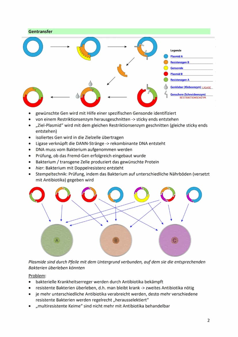 Angewandte Biologie
Hintergrund
● Vielfalt der Organismen als das Ergebnis der Evolution
Evolution: allmähliche Veränderung der vererbbaren 