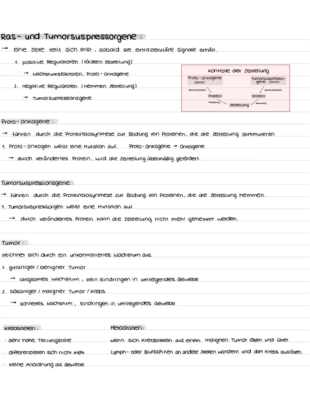 Populationen:
K- und R-Strategen.
→ verschiedene Strategien zum populationswachstum
K-Strategen
geringe vermehrungsrate
lange Generationsdau